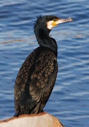 צילום: JJ Harrison