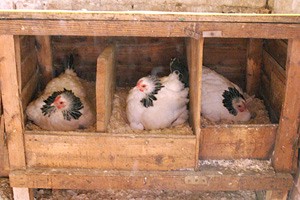 תרנגולות דוגרות בלול ביתי קטן