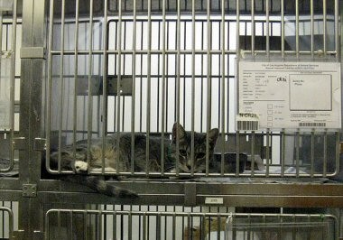 מהו פתרון קצה ? התפיסה, שלפיה אדם המחזיק חיה זכאי להיפטר ממנה כרצונו, מובילה לנטישה, לכליאה ולהרג. חתול...