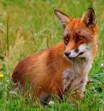 צילום: Malene Thyssen