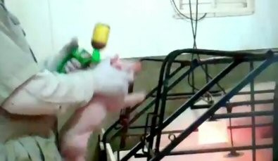 חזרזיר נזרק באוויר מיד ליד, מתוך החקירה. האחראית במקום תיארה את המנהג להעביר בעלי-חיים בצורה זו כמו רכיבה...