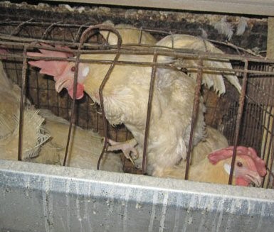 כלוב סוללה טיפוסי בארצות-הברית: ללא אפשרות למתוח כנפיים או אפילו לעמוד בקומה זקופה. (צילום: HSUS)