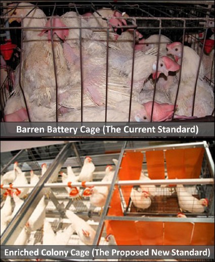 כותרת מסמך משותף שפרסמו HSUS ו-UEP: הקשר בין שני הארגונים החל במאבק חזיתי; ההידברות נערכה מאחורי הקלעים עד...