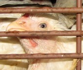 הובלת עופות: התקנות