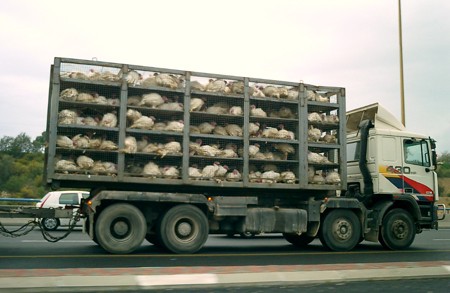 הובלת תרנגולי הודו למשחטה בישראל: התקנות מתירות להמשיך להשתמש בכלובים נמוכים, שאינם מאפשרים עמידה זקופה...