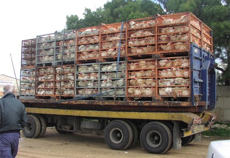 הובלת תרנגולות מתעשיית הביצים: משאית עמוסה בתרנגולות שנותרה חונה במשך שעות, עד כי רבות מהתרנגולות מתו....