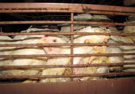 הובלת תרנגולים בישראל: הובלה ללא סבל קשה אינה אפשרית ללא שינוי יסודי במבנה תעשיית העופות. התקנות נוגעות...