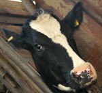 רובוטי חליבה ורווחת פרות