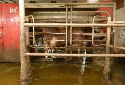 פרה בתוך רובוט חליבה בהולנד, כפי שצולמה על-ידי תייר 