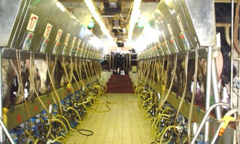 מכון חליבה ברביבים. מימין ומשמאל שורות של פרות העומדות ונחלבות ובמרכז התמונה ניתן לראות תור של פרות צפופות. 