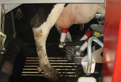 הזרוע הרובוטית של אסטרונאוט מחברת גביעי חליבה לכל פטמה בנפרד. אם גביע נפל, הרובוט מזהה זאת ומחבר את הגביע שוב.