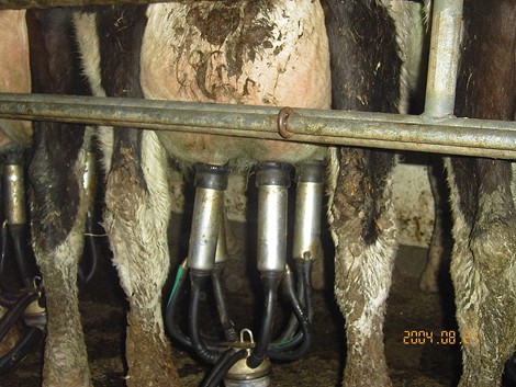 מכון חליבה בוויקטוריה, אוסטרליה: עובדי מכון החליבה יכולים לזהות עטינים מזוהמים במיוחד ולהקדיש מאמץ נוסף...