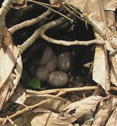 תגובה לאיום בקן טבעי של red jungle fowl, המין שממנו בוית תרנגול הבית. הקן התגלה במהלך עבודת גיזום במטע...