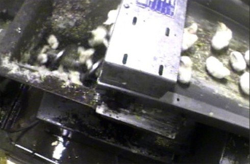 מתוך החקירה הסמויה שביצע Mercy for Animals במדגרת היי-ליין, איווה: האפרוחים מושלכים לתוך בורג מסתובב וככל הנראה...