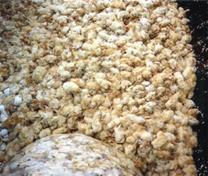 אפרוחים גוססים, נחנקים ונמעכים בשקיות ובמכולות: שיטת ההרג המקובלת במדגרות בהיעדר לחץ ציבורי ותחיקתי. 