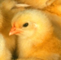 תקנות להרג אפרוחים במדגרות