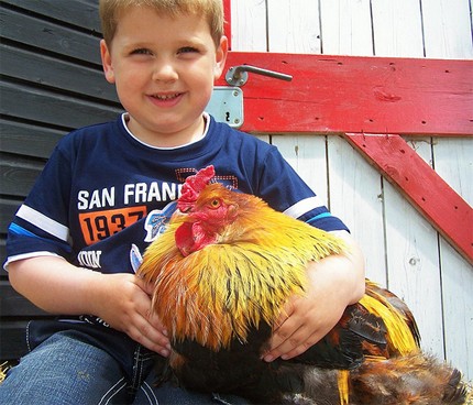 ילד מצטלם עם תרנגול ענק : במה שונה המפגש הזה, בעיני הילד, ממפגש עם בובת תרנגול? ובעיני מבוגרים שסביבו, במה...