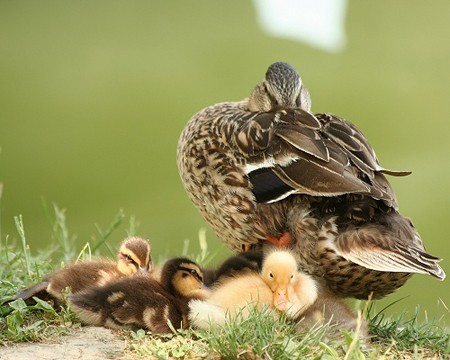 משפחת ברכיות: האם ביכולתך להביט בתמונה זו מבלי להבינה במושגים של חיי משפחה אנושית? (צילום: il cantiere)
