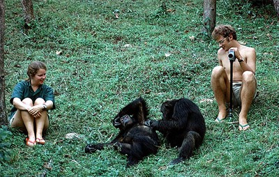 חוקרי בעלי-חיים עם שימפנזים בגומבה בשנות ה-1970, לאחר שהחוקרים והשימפנזים הסתגלו אלה לאלה (צילום: kiubuyu)