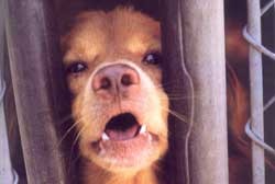 בריאות הציבור כרישיון להרוג