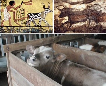 מעדרי בקר בר משוטטים, שניצודו על-ידי בני-אדם באופן אקראי 