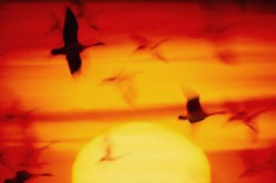 ממשלת ישראל: פיטום האווזים יופסק!