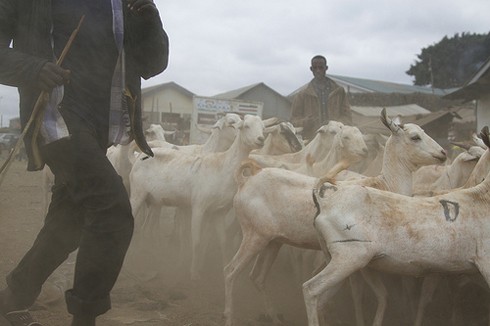 עדר עזים בשכונת עוני בניירובי, קניה, יולי 2011. (צילום: Megan Garner)