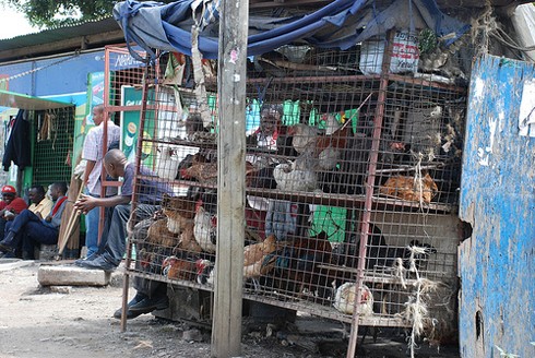 תרנגולות מוצעות למכירה בניירובי, קניה, מרץ 2010. (צילום: DoctorWho)
