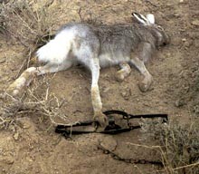 ארנבת מתה לאחר שנתפסה במלכודת רגל