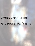 מלכודת רגל לחתול