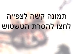 חורפן נאבק במלכודת שהחביאו ציידים בשלג. מלכודות מסוג זה גורמות כאב וסבל רב שנמשך הרבה זמן