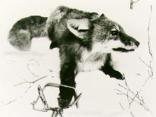 שועל נלכד במלכודת במטרה למכור את פרוותו