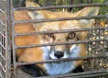 משק פרוות מחזיק שועל בתנאים קשים