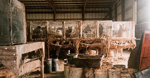 המזון מורכב מפסולת בתי-מטבחיים באיכות ירודה כל כך, שאין בה שימוש בתעשיית המזון ל חיות מחמד 