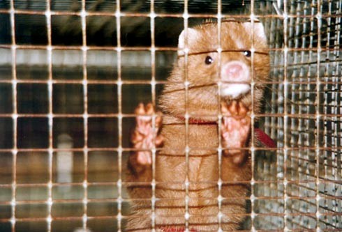 בתוך הכלובים נשללת מהם כל אפשרות להיכנס למים, והם סובלים מאוד מהחום