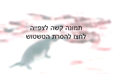 ציד כלבי ים בקנדה