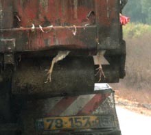 רגלי תרנגולות מתה במשאית