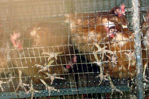 ציפור על תיל: העמידה הממושכת על רשת מתכת אלכסונית גורמת מצוקה תמידית ופגיעות ברגליים