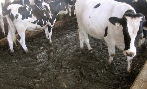 רצפת רפת מלאה בצואה והפרשות