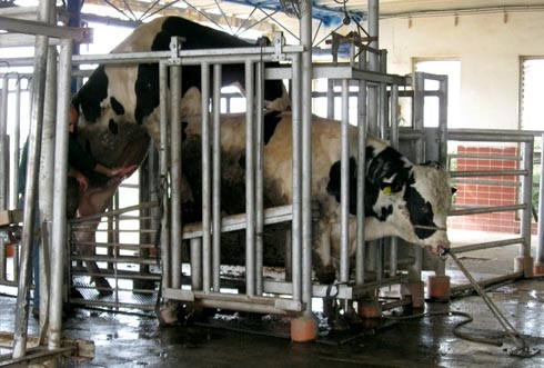 חליבת זרע מפר לצורך הזרעה מלאכותית. זכר אחר, מרוסן בכלוב ובנזם המושך את נחיריו, משמש לגירוי פר ההרבעה...