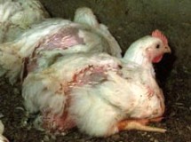 תרנגול בלול סובל מעיוותים קשים בגופו