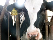 פרה מבצבצת מבין הסורגים