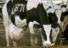 פרה עם עטין גדול כתוצאה מעיוות גנטי