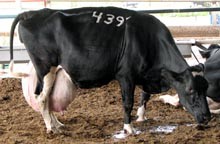 העטין העצום מרחיק את רגליה האחוריות של הפרה אחת מהשנייה ומקשה עליה את העמידה