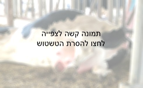 עטין גדול מקשה על הפרה לעמוד ולזוז ברפת