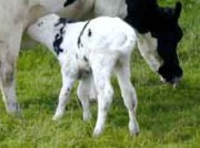 עגל יונק מאמו על רקע נוף פסטורלי