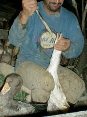 מכ כי פיטום האווזים מהווה עבירה על סעיף 2.א. בחוק צער בעלי-חיים, האוסר התעללות, התאכזרות ועינוי בעל-חיים