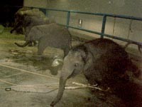 פילים כבולים לגדר בלי יכולת לזוז בקרקס