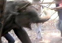 עובדי קרקס מכים פיל עם מוטות ואלות