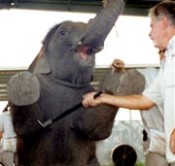 המסר שמתקבל מהקרקס ברור: תפקידם וטבעם של בעלי חיים הוא לבדר ולשרת את האדם